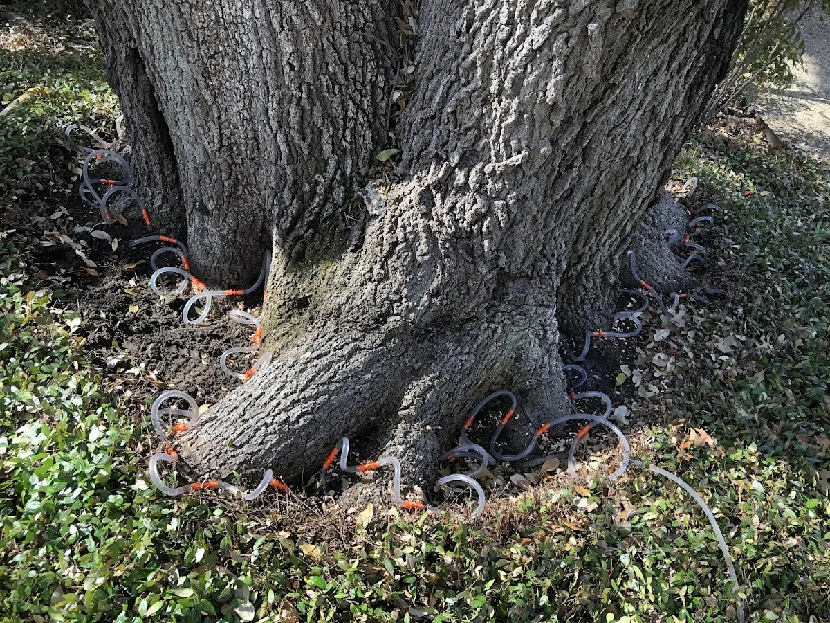 Detailed Tree Cabling and Bracing job site in Grand Meadow