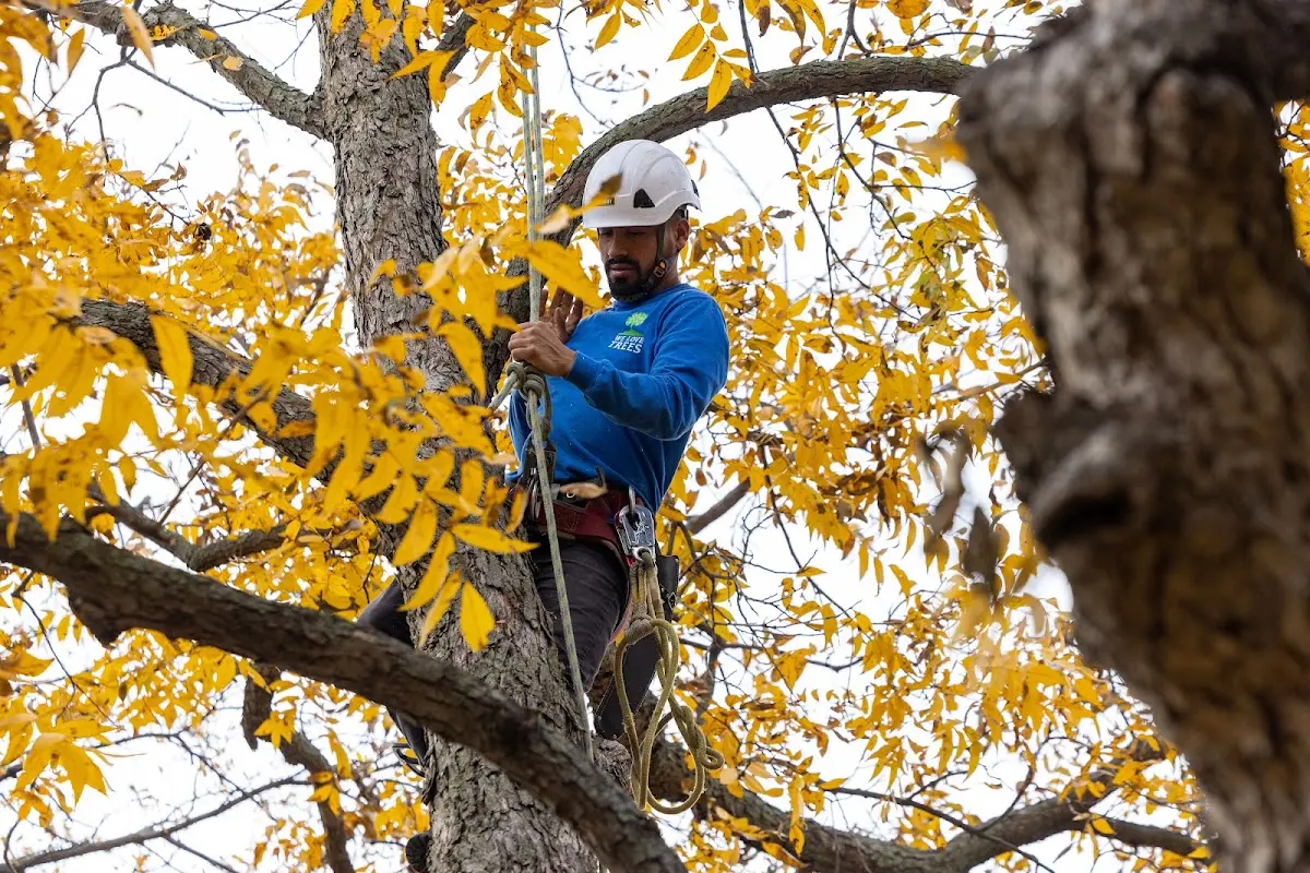 Skilled Tree Pruning crew working in Grand Meadow